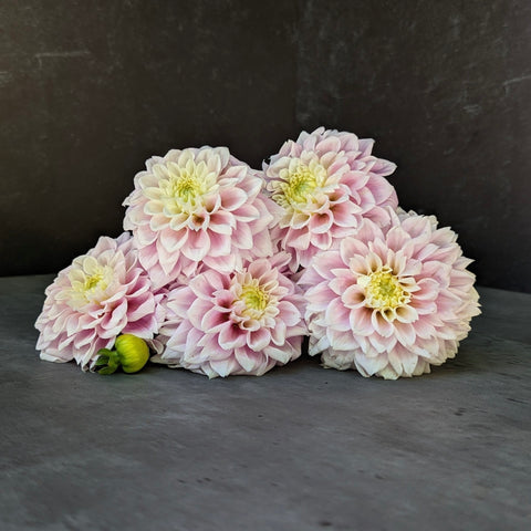 Dahlia Sweet Love - Sunny Meadows Flower Farm