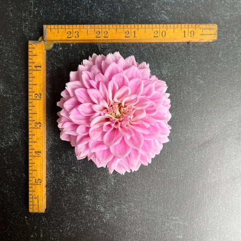 Dahlia Sweet Love - Sunny Meadows Flower Farm