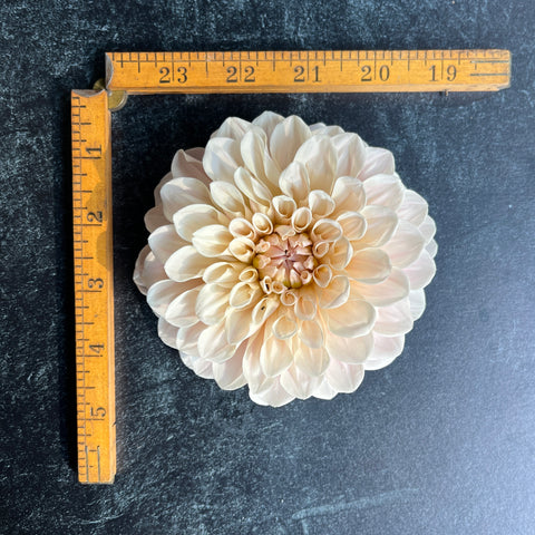 Dahlia Sweet Nathalie - Sunny Meadows Flower Farm