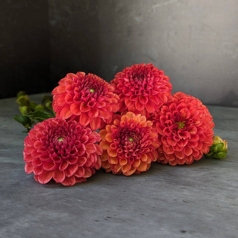 Dahlia Valley Rust Bucket - Sunny Meadows Flower Farm