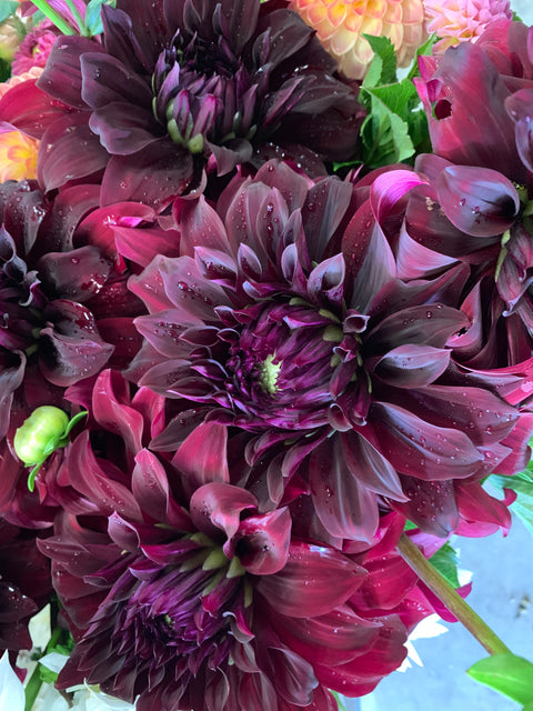 Dahlia Tuber Spartacus - Sunny Meadows Flower Farm