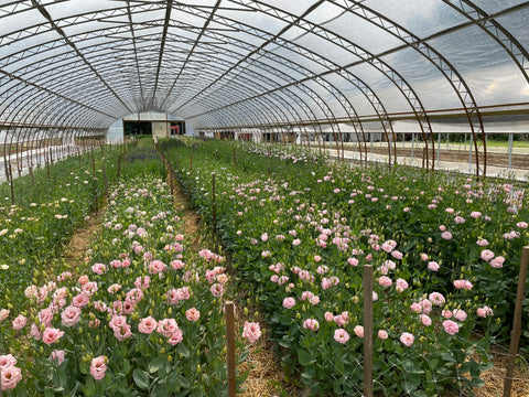 2025 Farm Tour & Book Signing with Guest Debra Prinzing - Sunny Meadows Flower Farm