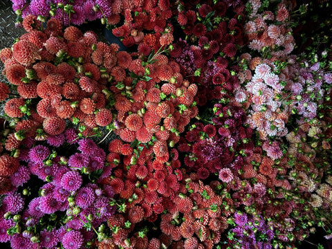Dahlia Tubers