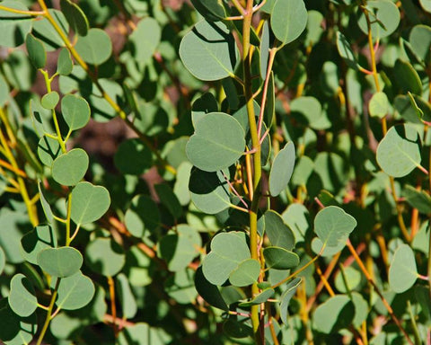 Eucalyptus Webster's Mailee-3 Plugs