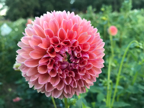 Dahlia Linda's Baby - Sunny Meadows Flower Farm