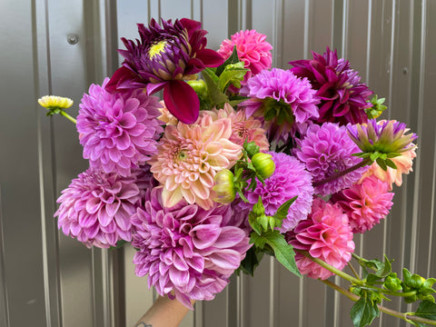 Dahlias at Your Door - Sunny Meadows Flower Farm