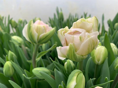 Tulip Bulbs
