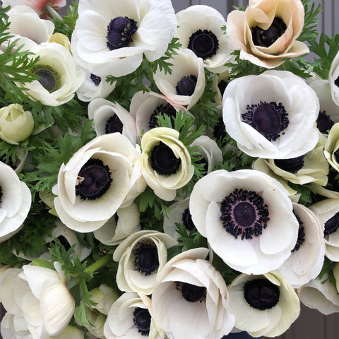Anemones