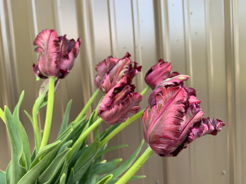 Tulip-Black Parrot - Sunny Meadows Flower Farm