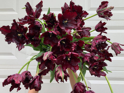 Tulip-Black Parrot - Sunny Meadows Flower Farm