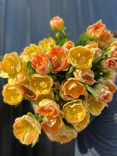 Tulip-Charming Beauty - Sunny Meadows Flower Farm