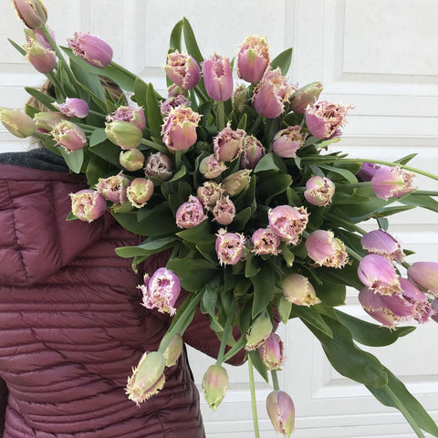 Tulip-Crunchy Cummins - Sunny Meadows Flower Farm