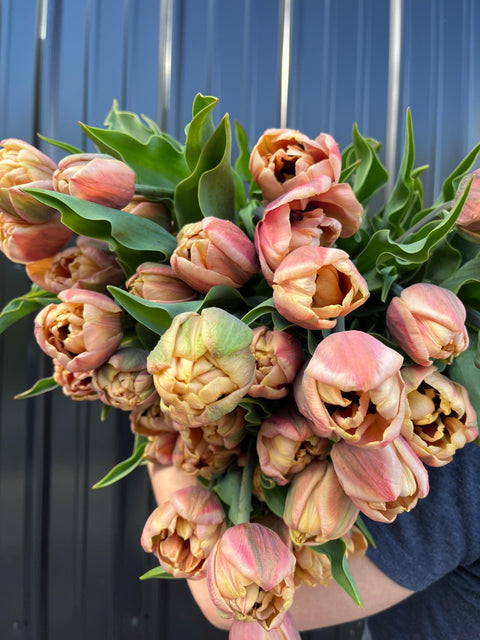 Tulip-LaBelle Epoque - Sunny Meadows Flower Farm