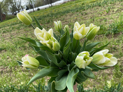Tulip-Spring Green - Sunny Meadows Flower Farm