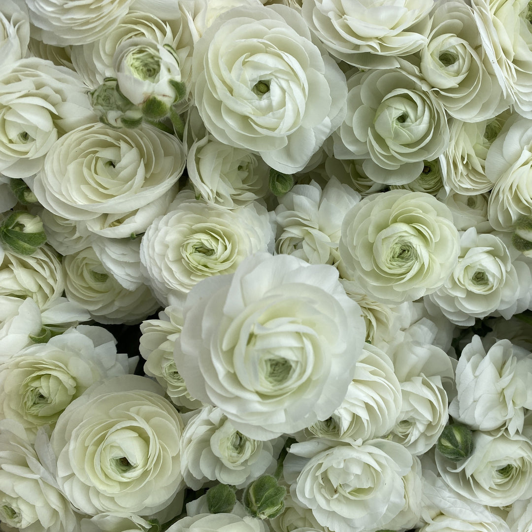 How to Grow Ranunculus & Anemones