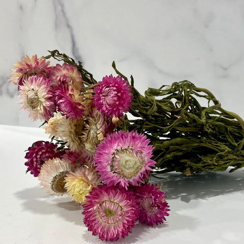 Dried Flower Bunch-Strawflower Pink - Sunny Meadows Flower Farm