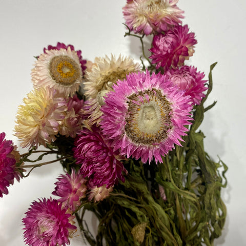 Dried Flower Bunch-Strawflower Pink - Sunny Meadows Flower Farm