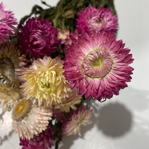 Dried Flower Bunch-Strawflower Pink - Sunny Meadows Flower Farm