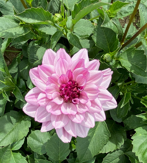 Dahlia Crème de Cassis - Sunny Meadows Flower Farm