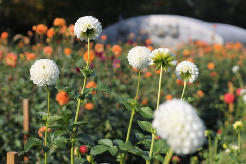 Dahlia Dorothy R - Sunny Meadows Flower Farm