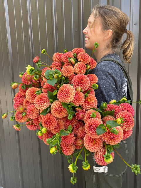 Dahlia Hy Suntan - Sunny Meadows Flower Farm