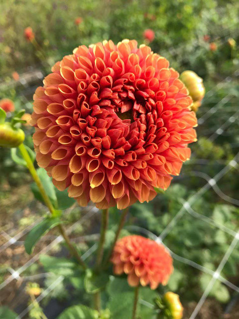 Dahlia Hy Suntan - Sunny Meadows Flower Farm