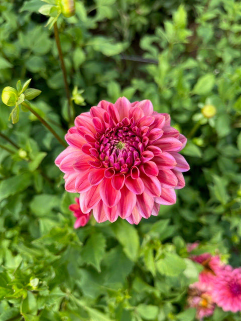 Dahlia Ice Tea - Sunny Meadows Flower Farm