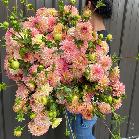 Dahlia Lark's Ebbe - Sunny Meadows Flower Farm