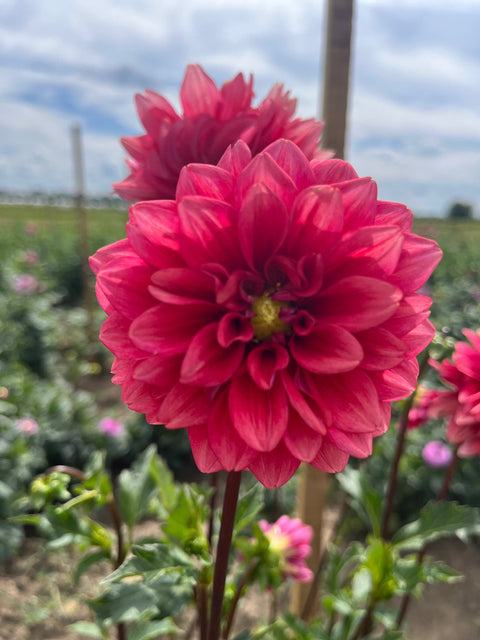 Dahlia Salmon Runner - Sunny Meadows Flower Farm