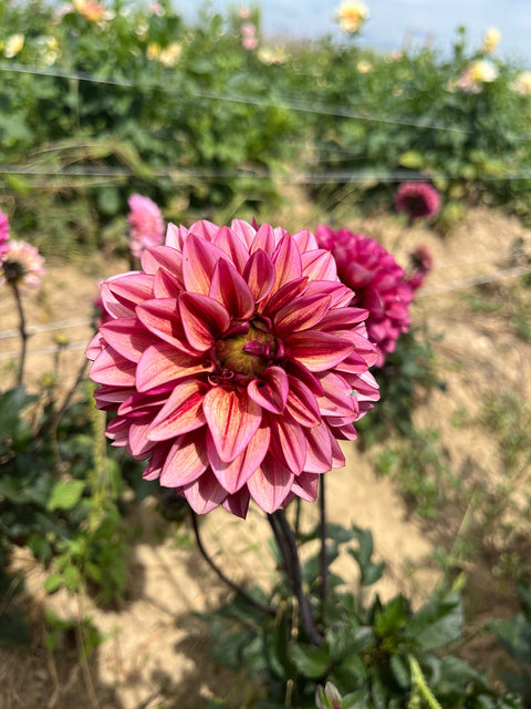 Dahlia Senior's Hope - Sunny Meadows Flower Farm