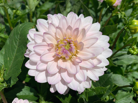 Dahlia Silver Years - Sunny Meadows Flower Farm