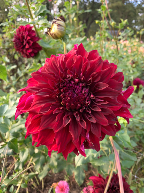 Dahlia Spartacus - Sunny Meadows Flower Farm