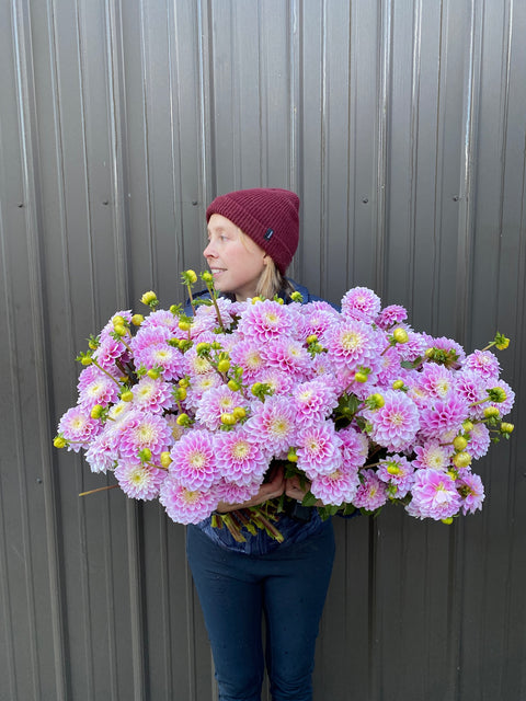 Dahlia Sweet Love - Sunny Meadows Flower Farm