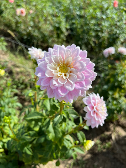 Dahlia Sweet Love - Sunny Meadows Flower Farm