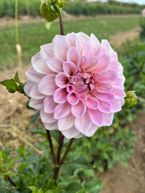 Dahlia Sweet Nathalie - Sunny Meadows Flower Farm
