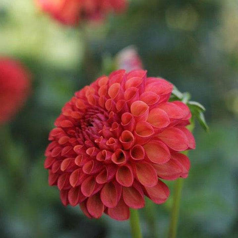 Dahlia Valley Rust Bucket - Sunny Meadows Flower Farm